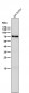 Anti-GAD67 GAD1 Rabbit Monoclonal Antibody